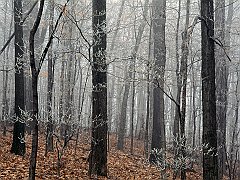 Forest Frost, Edwin Warner Park, Nashville, Tennessee